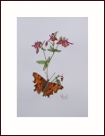 Comma butterfly