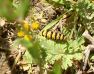 a cinnebar moth caterpillar