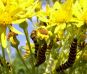 cinnabars on ragwort